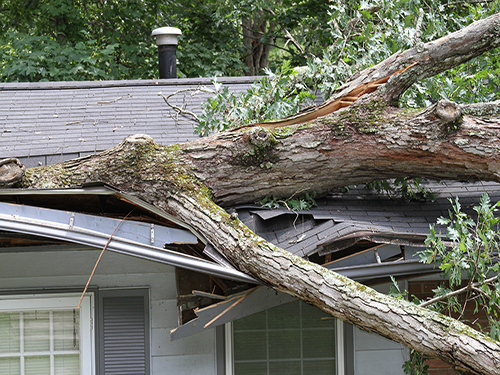 House roof crushed by a white oak tree during a storm